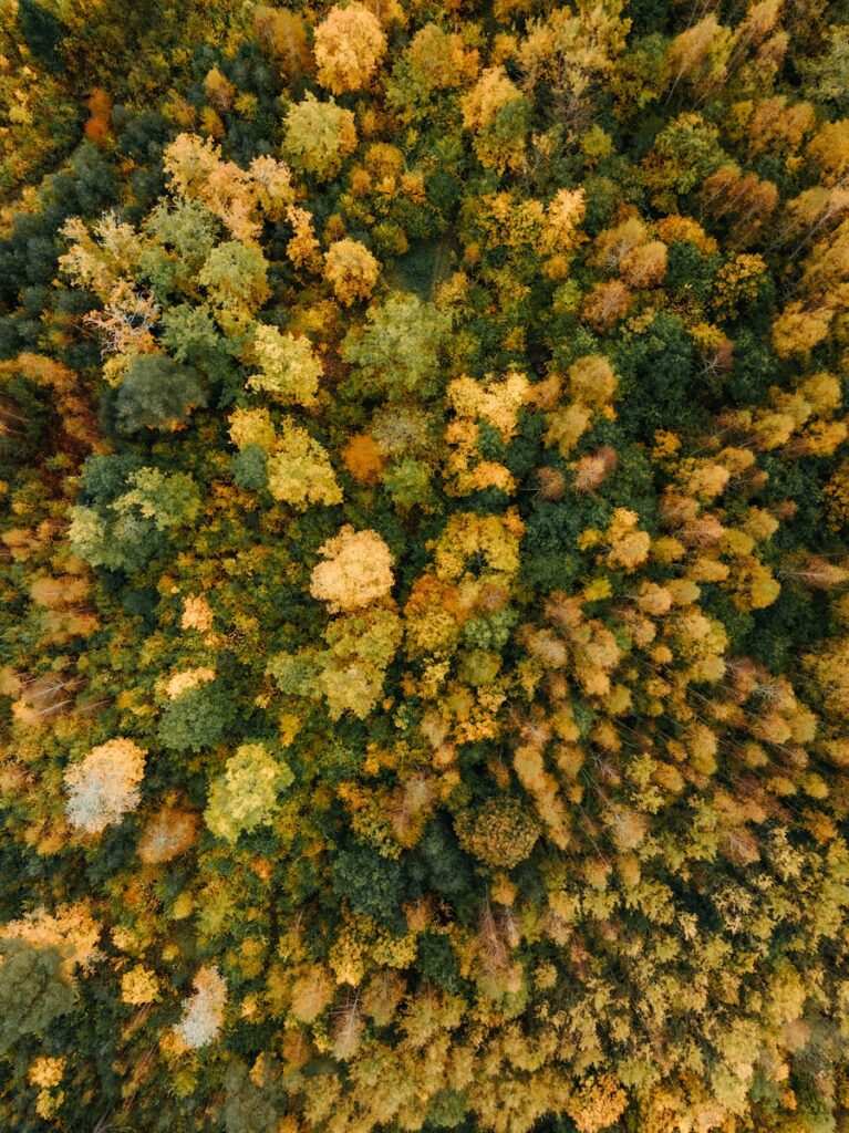 Aerial view of a forest with autumn foliage