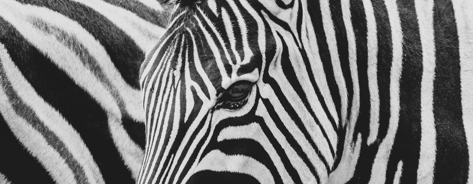 Close-up of two zebras with black and white stripes.